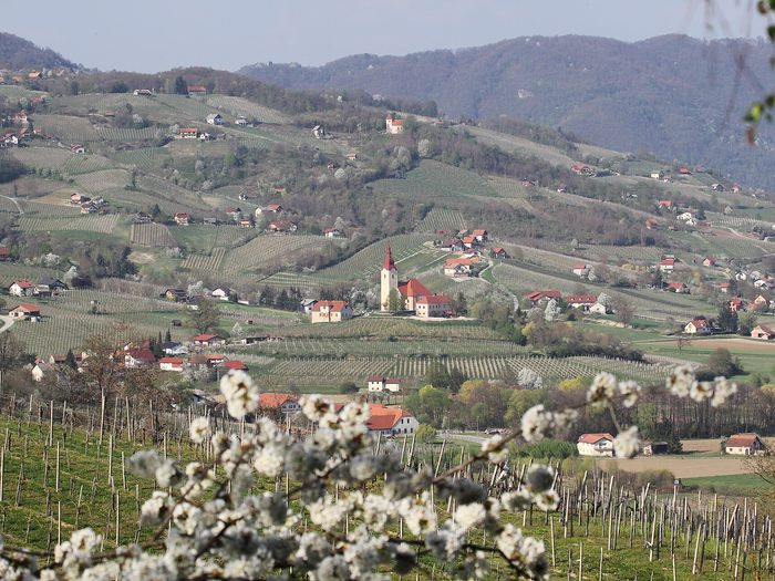 Vinogradi na Bizeljskem